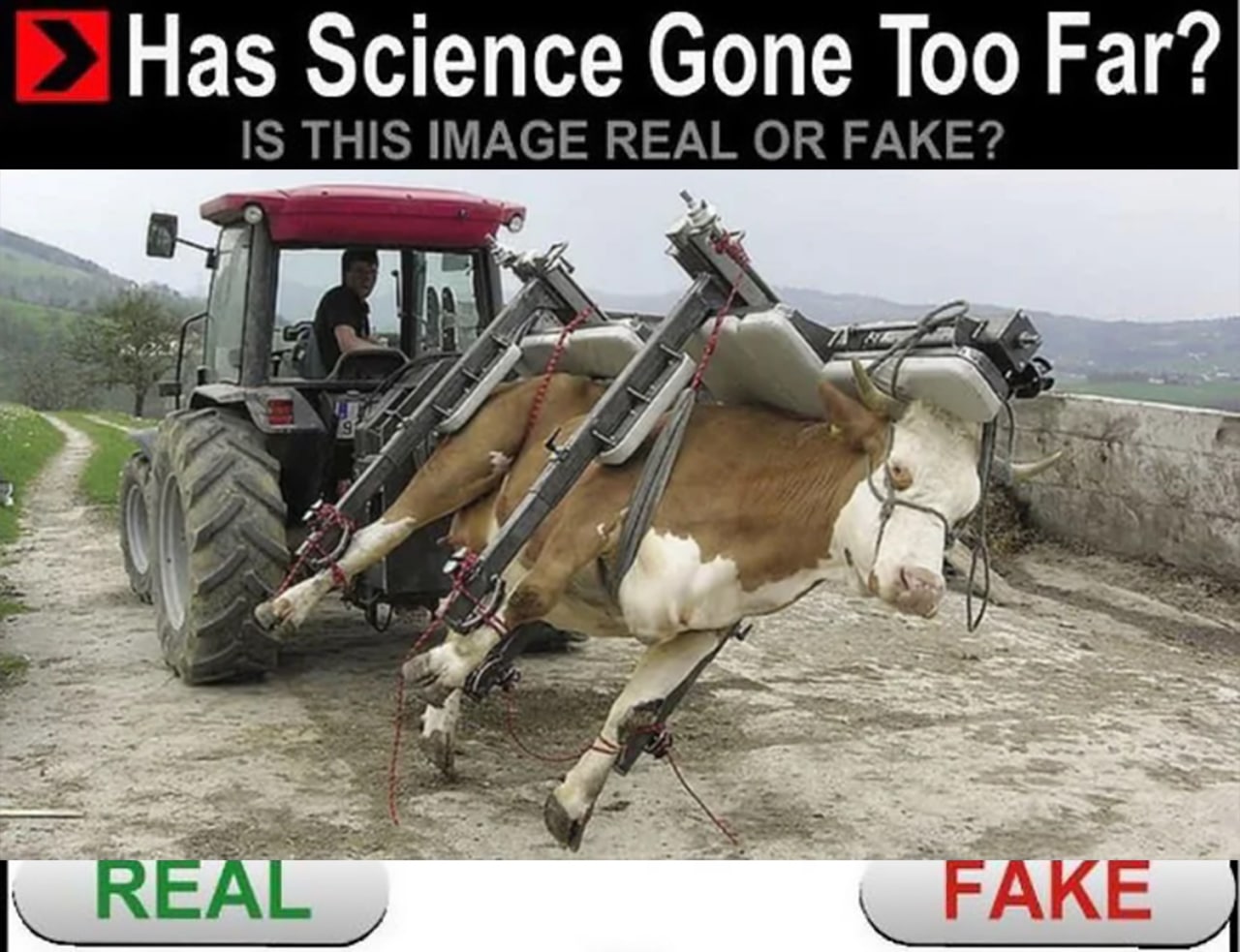 Has science gone too far Корова в шлеме виртуальной реальности, которую тащит трактор.