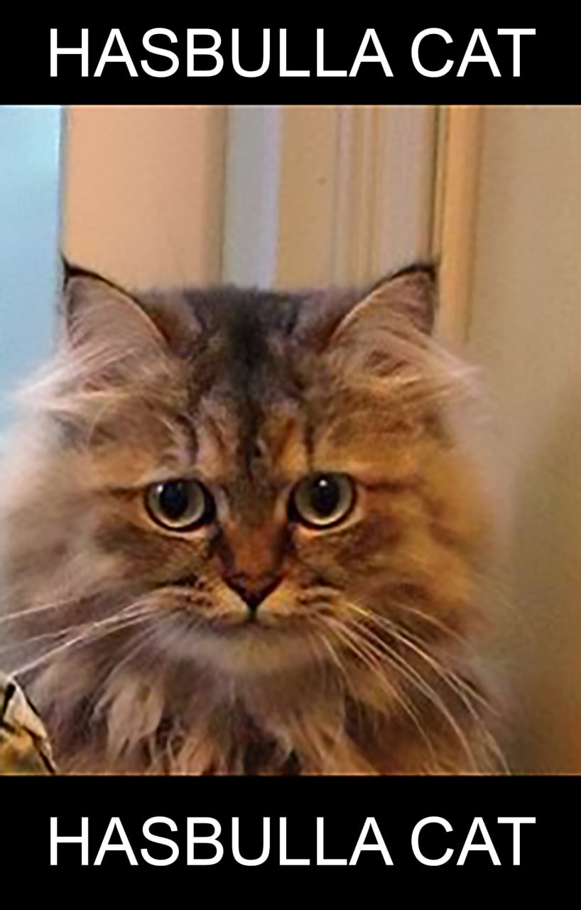 Хасбулла кот Кот Хасбулла
