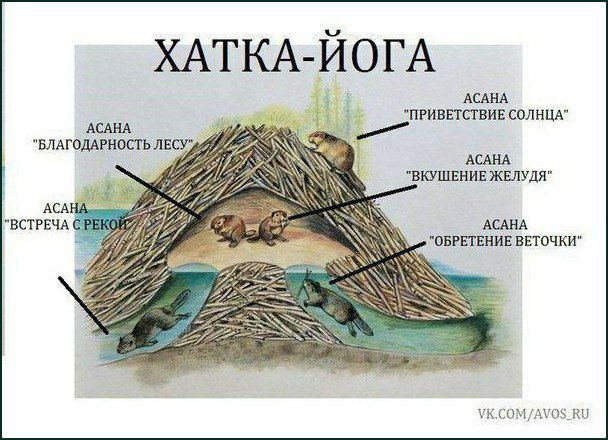 Хатка-йога Бобры занимаются йогой в своей хатке
