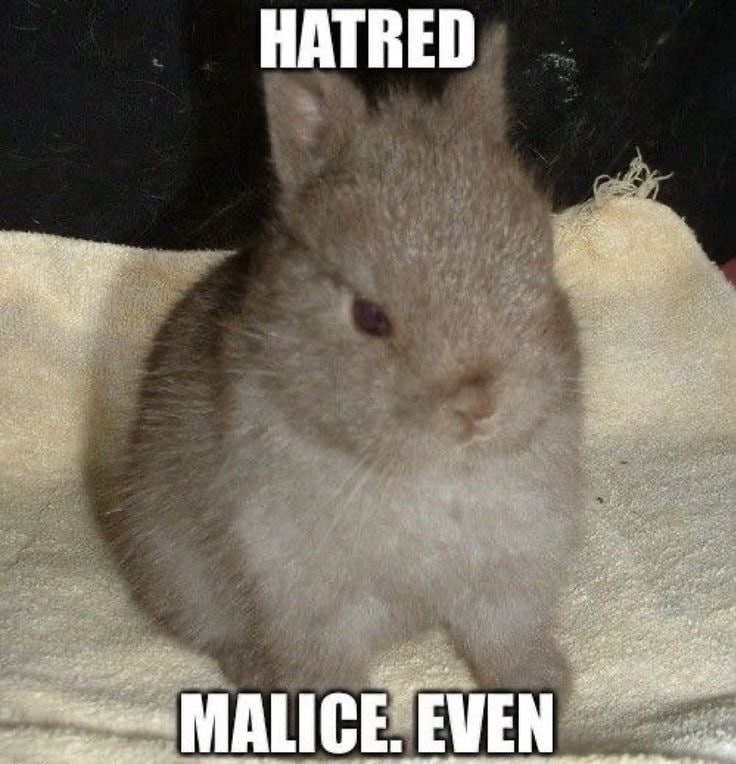 Серый кролик с суровым выражением мордочки и надписью «Hatred. Malice. Even» — «Ненависть. Злоба. Даже…».