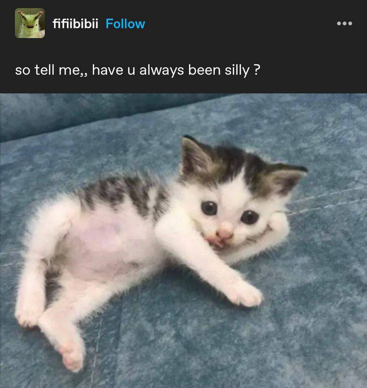 So tell me, have u always been silly Мем с котом, который будто спрашивает: "Так скажи мне, ты всегда был таким глупым?"