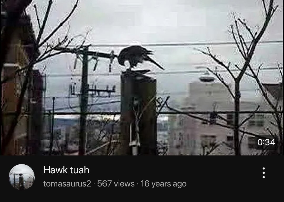 Hawk tuah Ястреб с прической туа