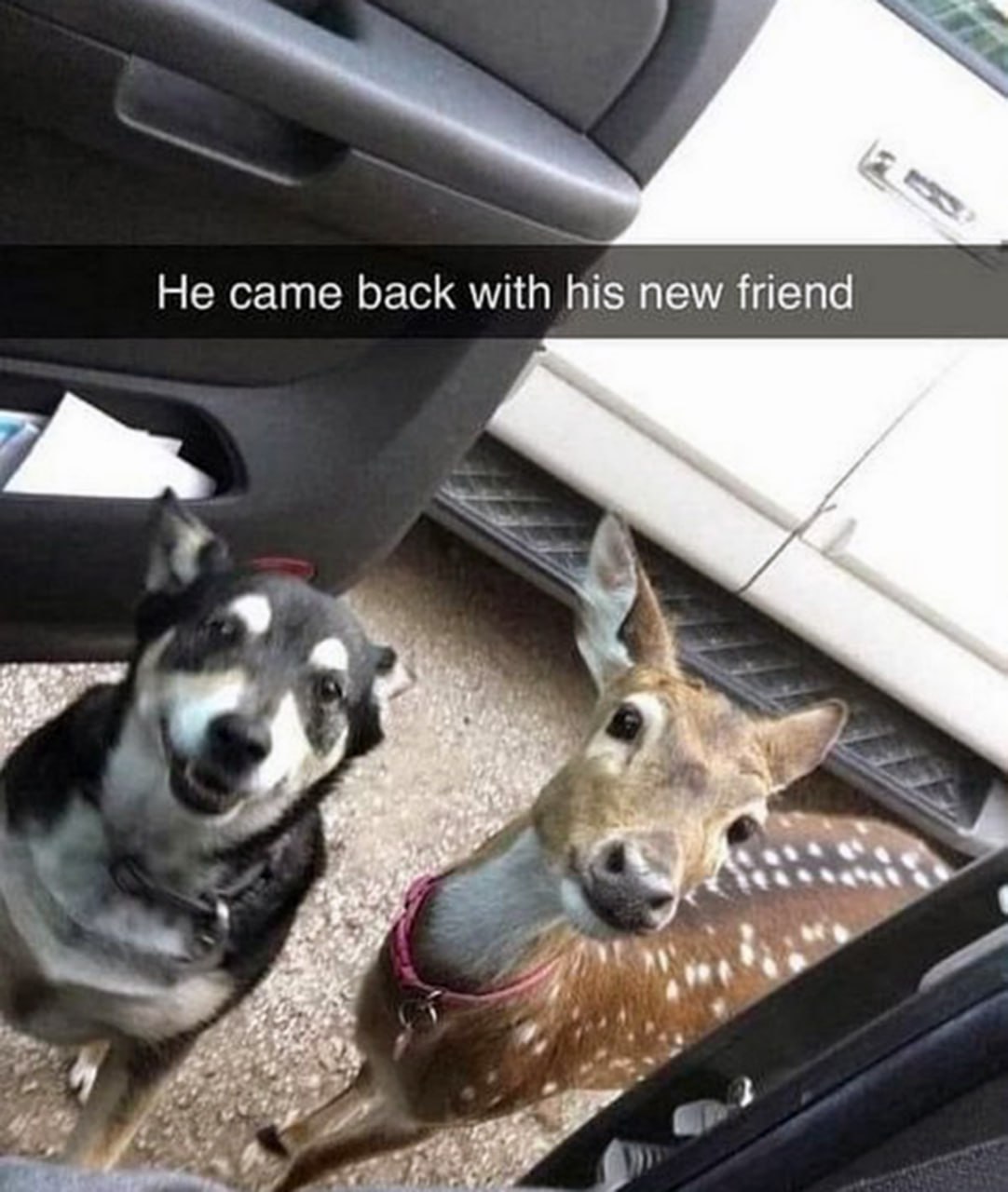 He came back with his new friend Весёлый пёс привёл своего нового друга оленёнка к машине, стоя у открытой двери