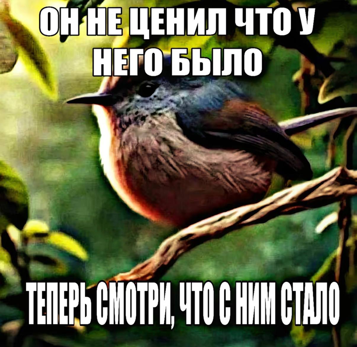 Птица на ветке с подписью: «Он не ценил, что у него было. Теперь смотри, что с ним стало».