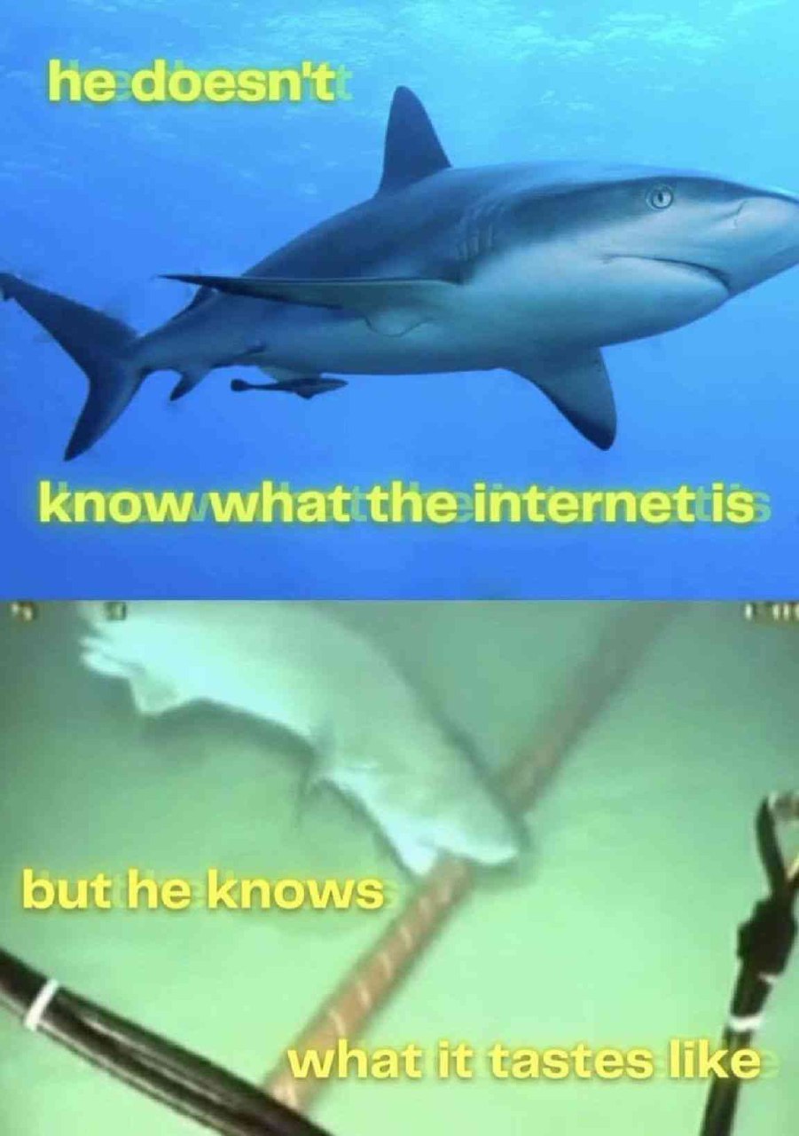 Акула не знает, что такое интернет, но знает, каков он на вкус, грызя подводный кабель