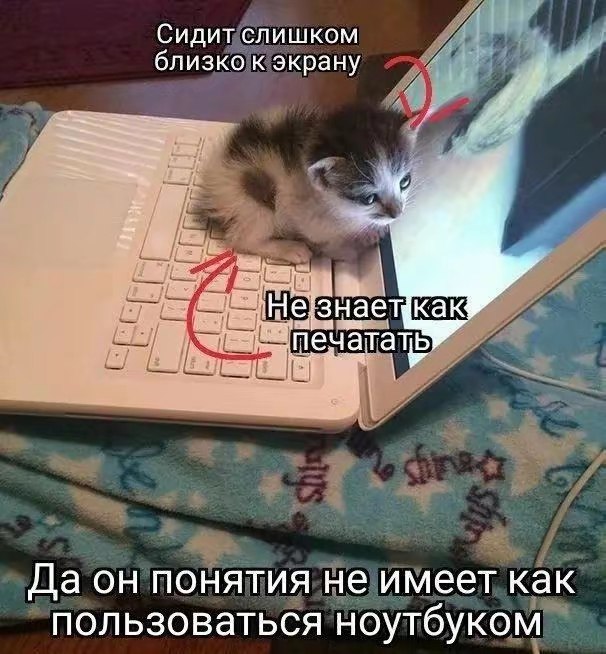 Котенок сидит на клавиатуре ноутбука, глядя в экран, и не знает, как им пользоваться.