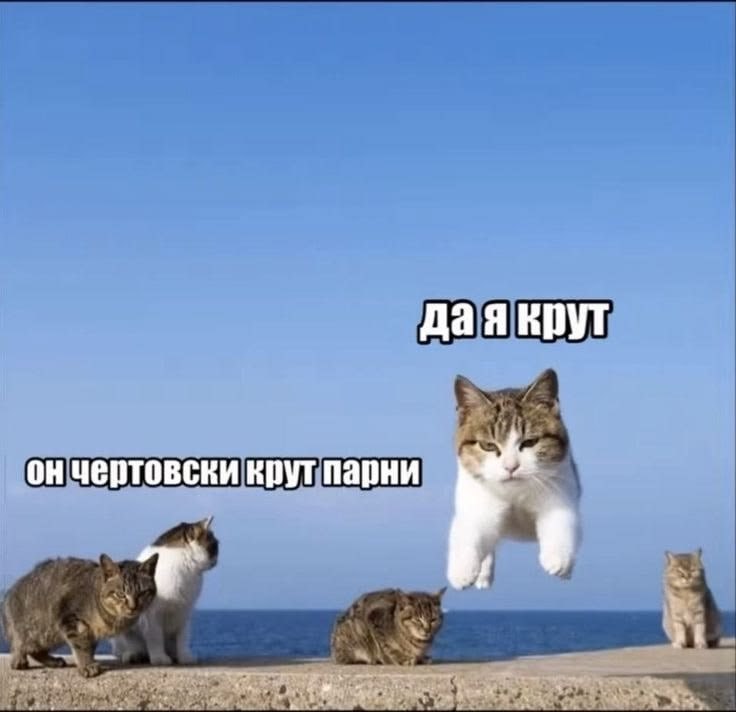 Кошка эффектно прыгает над другими котами, которые восхищенно признают: «Он чертовски крут, парни»
