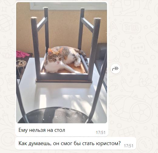 Ему нельзя на стол, как думаешь, он смог бы стать юристом? Кот на перевернутом стуле на столе и вопрос: смог бы он стать юристом?