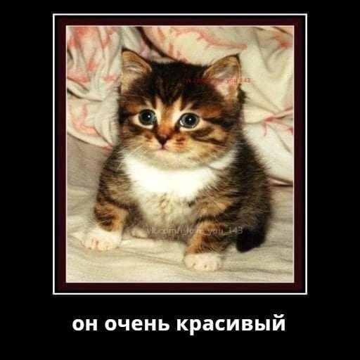 Он очень красивый Очень красивый котенок с большими голубыми глазами