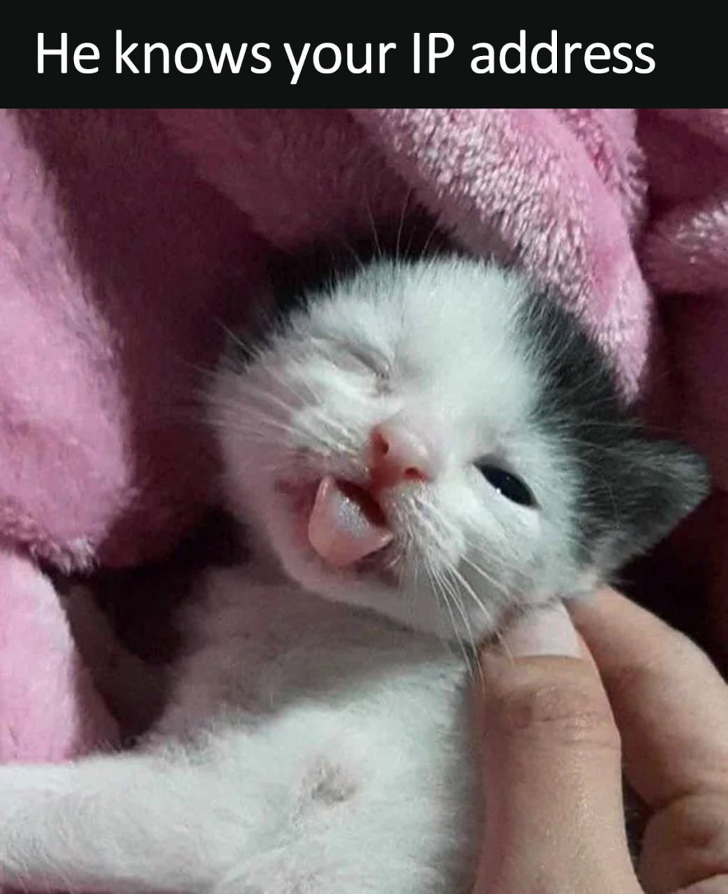 He knows your IP address котёнок Котёнок He knows your IP address на розовом пледе