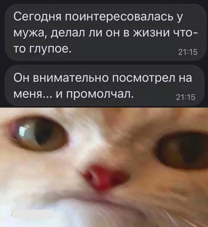 Он внимательно посмотрел на меня и промолчал Мем с котом, который внимательно смотрит в камеру после вопроса о глупостях