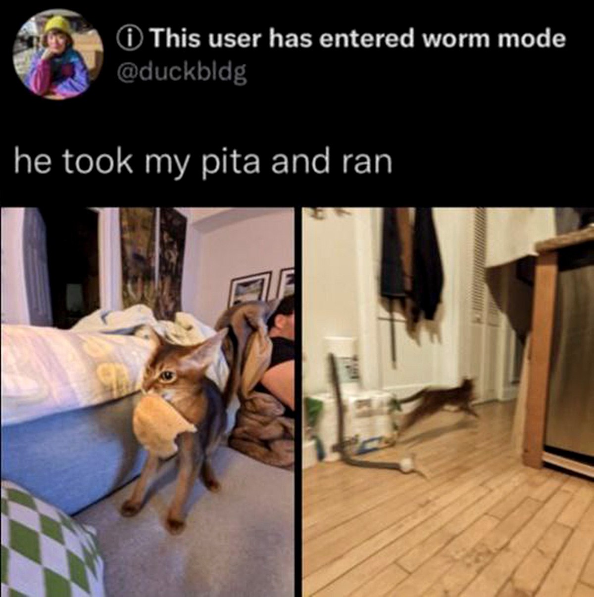 He took my pita and ran Кот украл питу и убежал