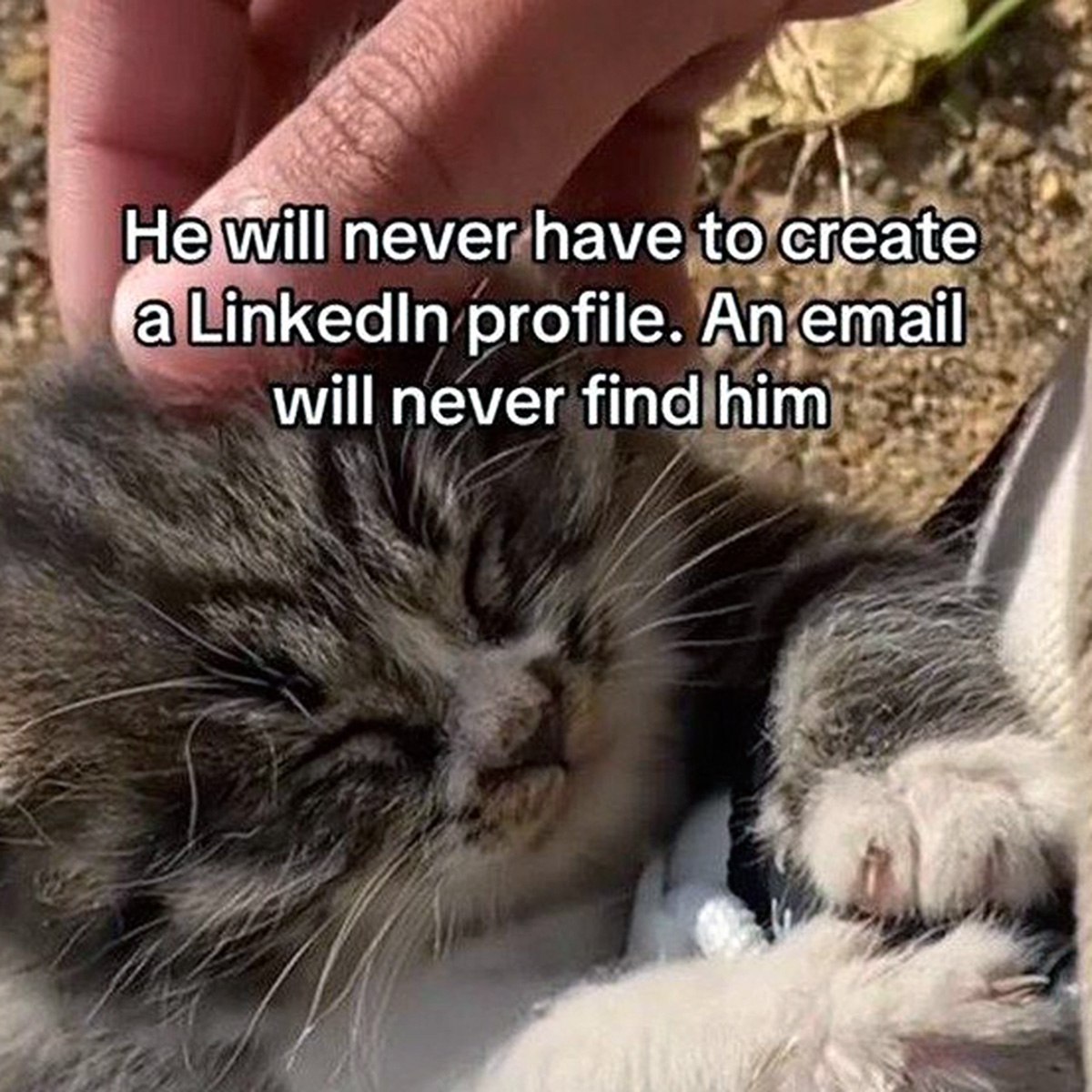 He will never have to create a LinkedIn profile Спящий котенок, которого гладит рука, с надписью «Ему никогда не придется создавать профиль в LinkedIn. Электронное письмо никогда не найдет его»
