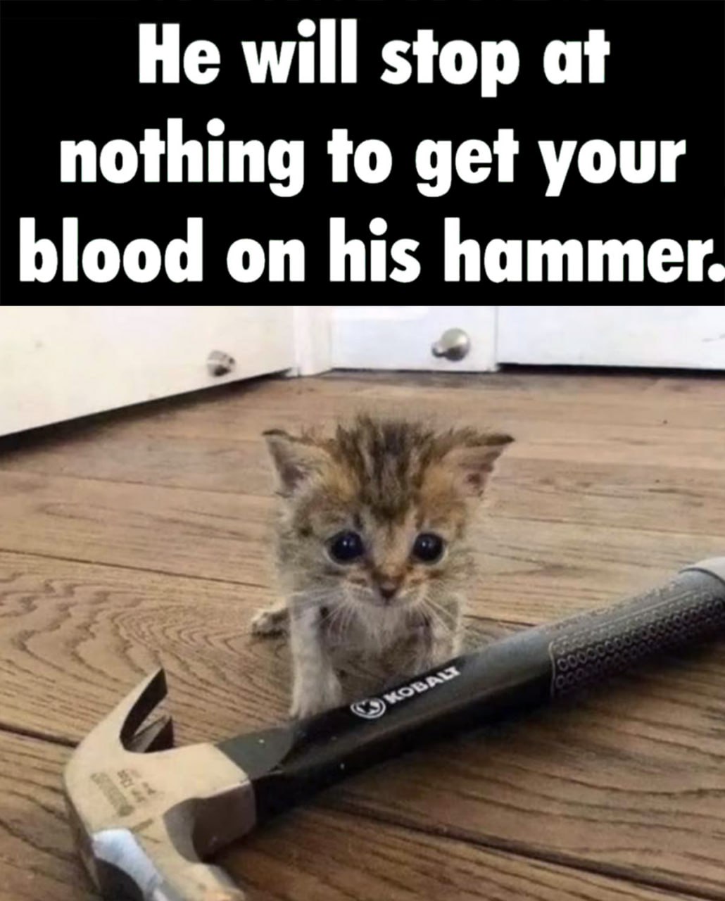 He will stop at nothing to get your blood on his hammer Мем с милым котенком и молотком, который остановится ни перед чем, чтобы получить вашу кровь на своем молотке