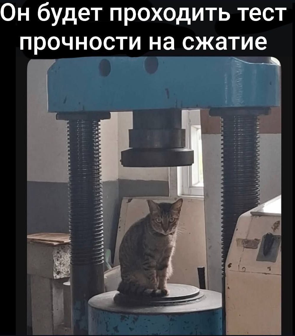 Он будет проходить тест прочности на сжатие Кот на гидравлическом прессе, проходящий тест на прочность на сжатие