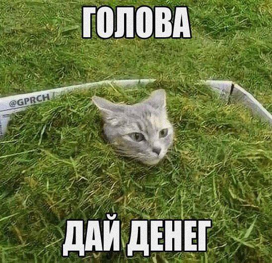 Голова дай денег Мем с головой кота, торчащей из травы, и надписью «Голова, дай денег»