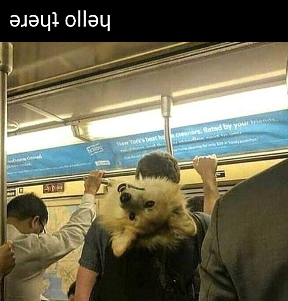 Hello there собака на плече Человек в метро с головой собаки на плече