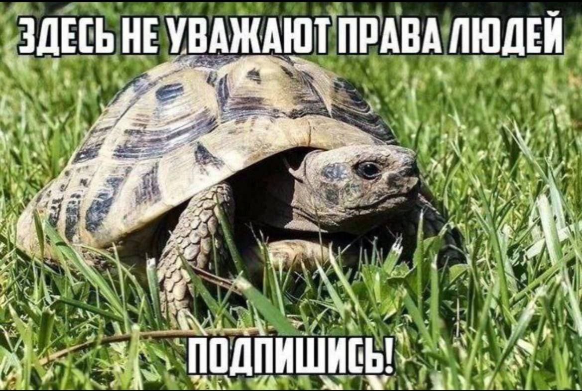Здесь не уважают права людей Мем с черепахой, которая призывает подписаться, потому что «здесь не уважают права людей»