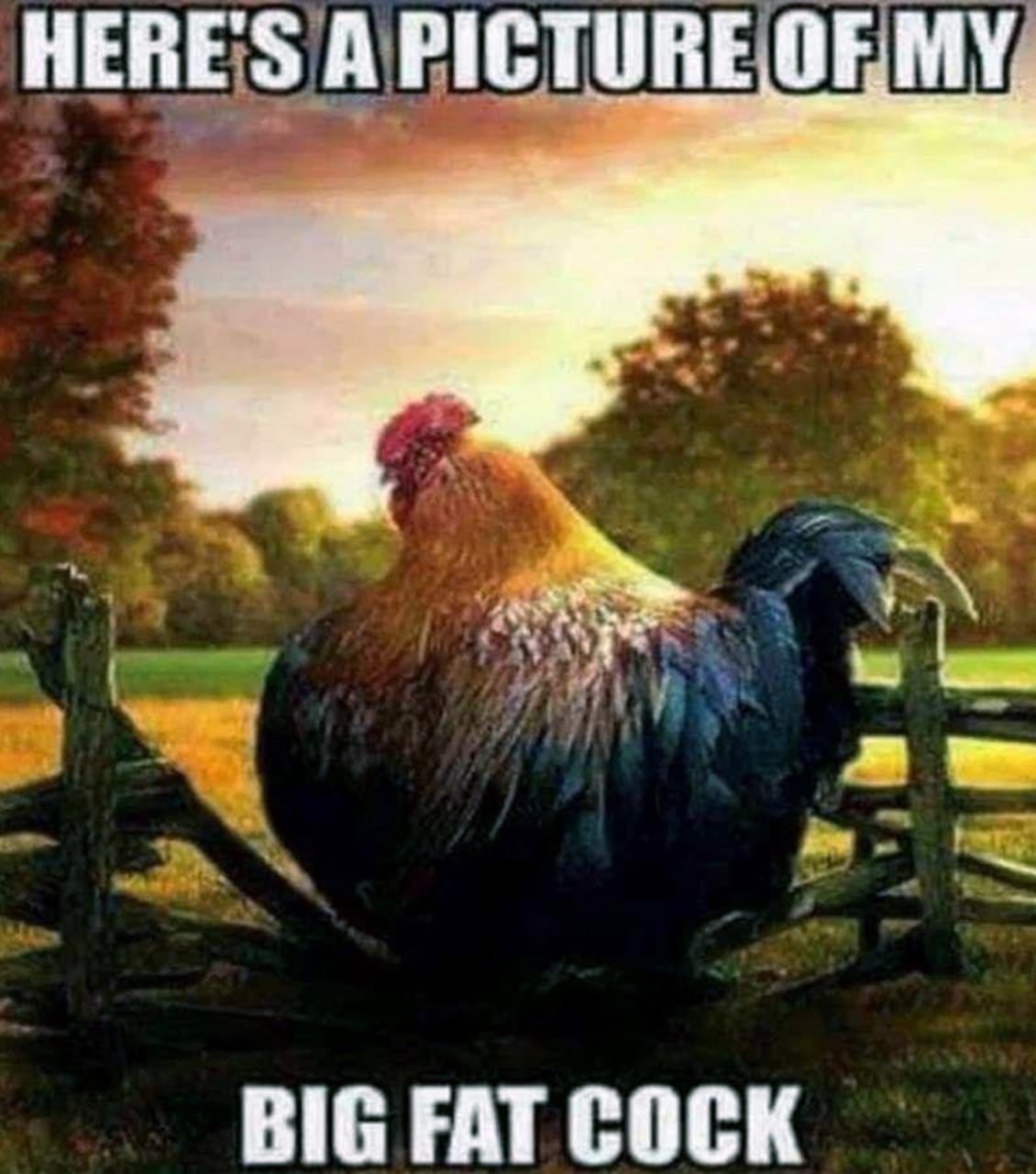 Here's a picture of my big fat cock Петух на заборе «Here's a picture of my big fat cock»