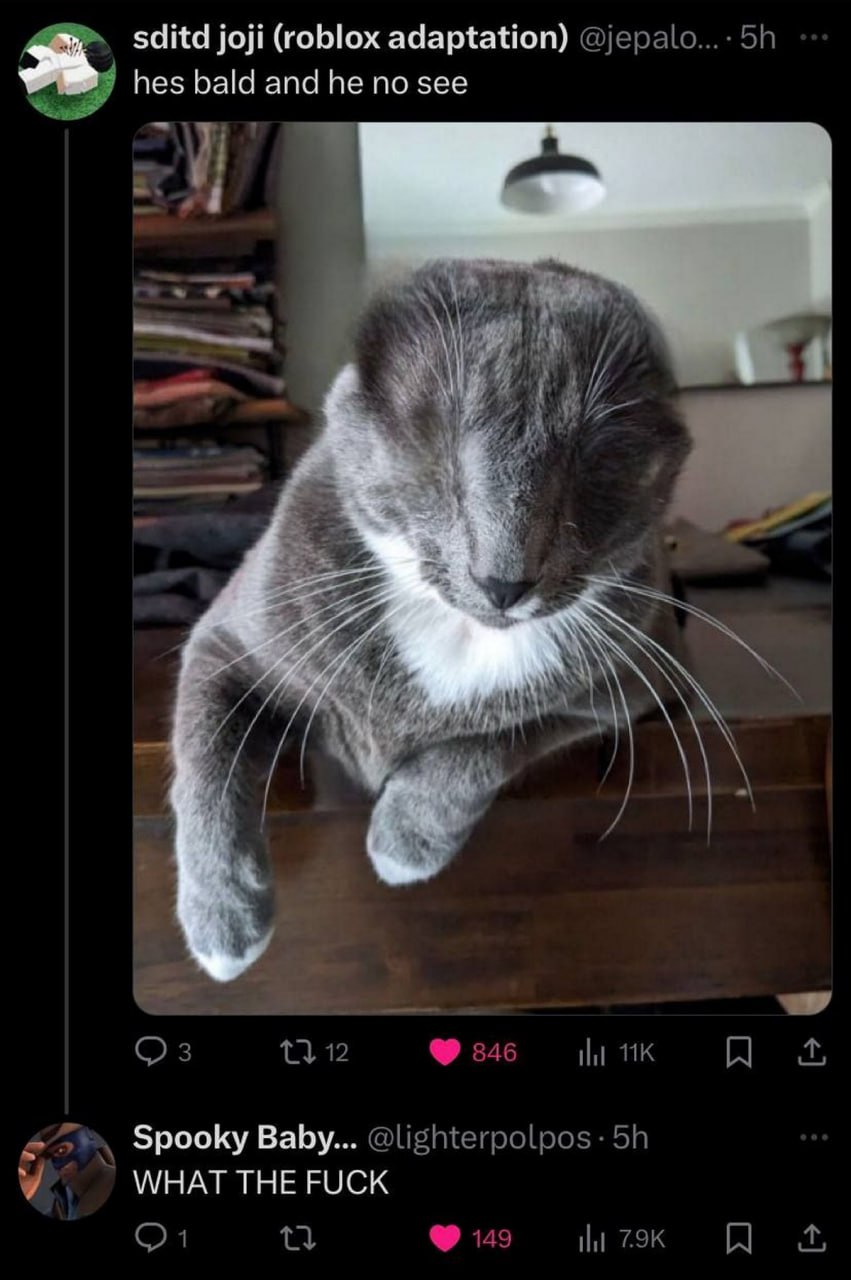 Hes bald and he no see кот Мем с котом, который опустил голову и его глаза скрыты под шерстью, сопровождаемый подписью "hes bald and he no see"