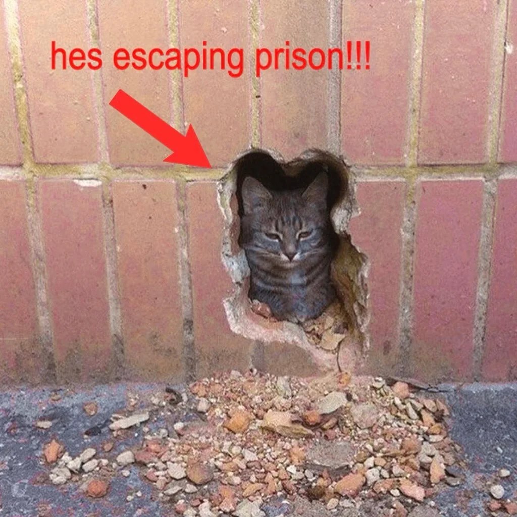 Серый кот в проломе кирпичной стены, на фото с красной надписью «hes escaping prison!!!» и стрелкой, будто он сбегает из тюрьмы.