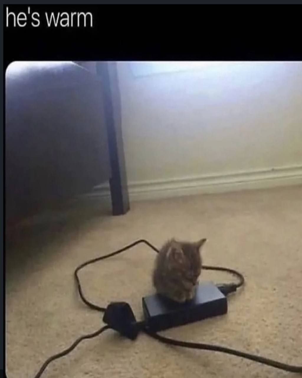 Котёнок сидит на тёплом блоке питания рядом с проводом, с подписью «he's warm»