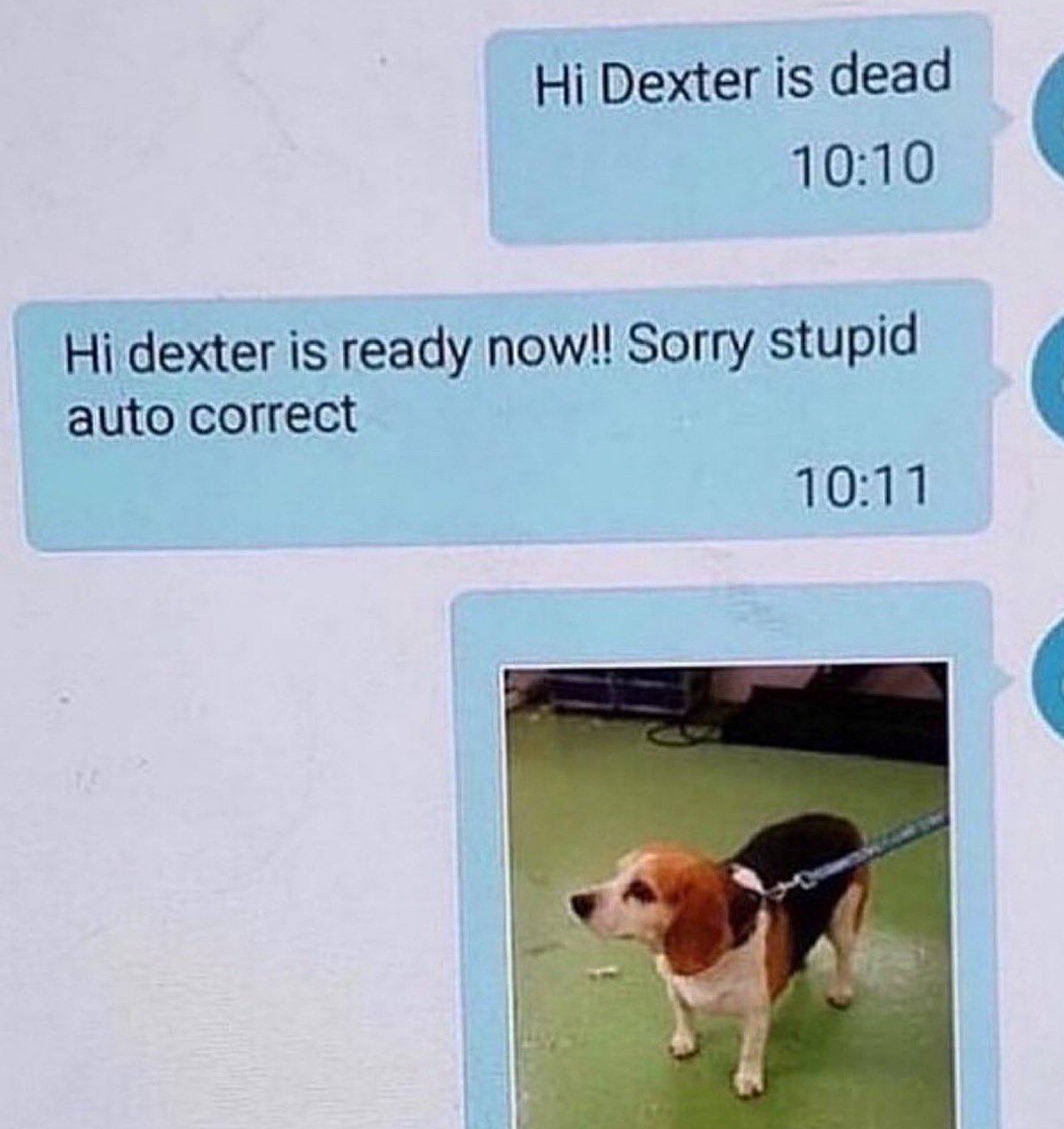 Hi Dexter is dead Прикол с автозаменой в сообщении про собаку Декстера, где «готов» заменилось на «мертв»