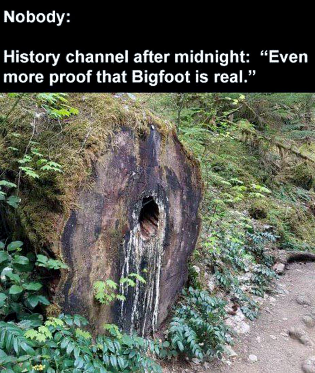 History channel after midnight: “Even more proof that Bigfoot is real.” Мем с пеньком и надписью «Nobody. History channel after midnight: “Even more proof that Bigfoot is real.”»