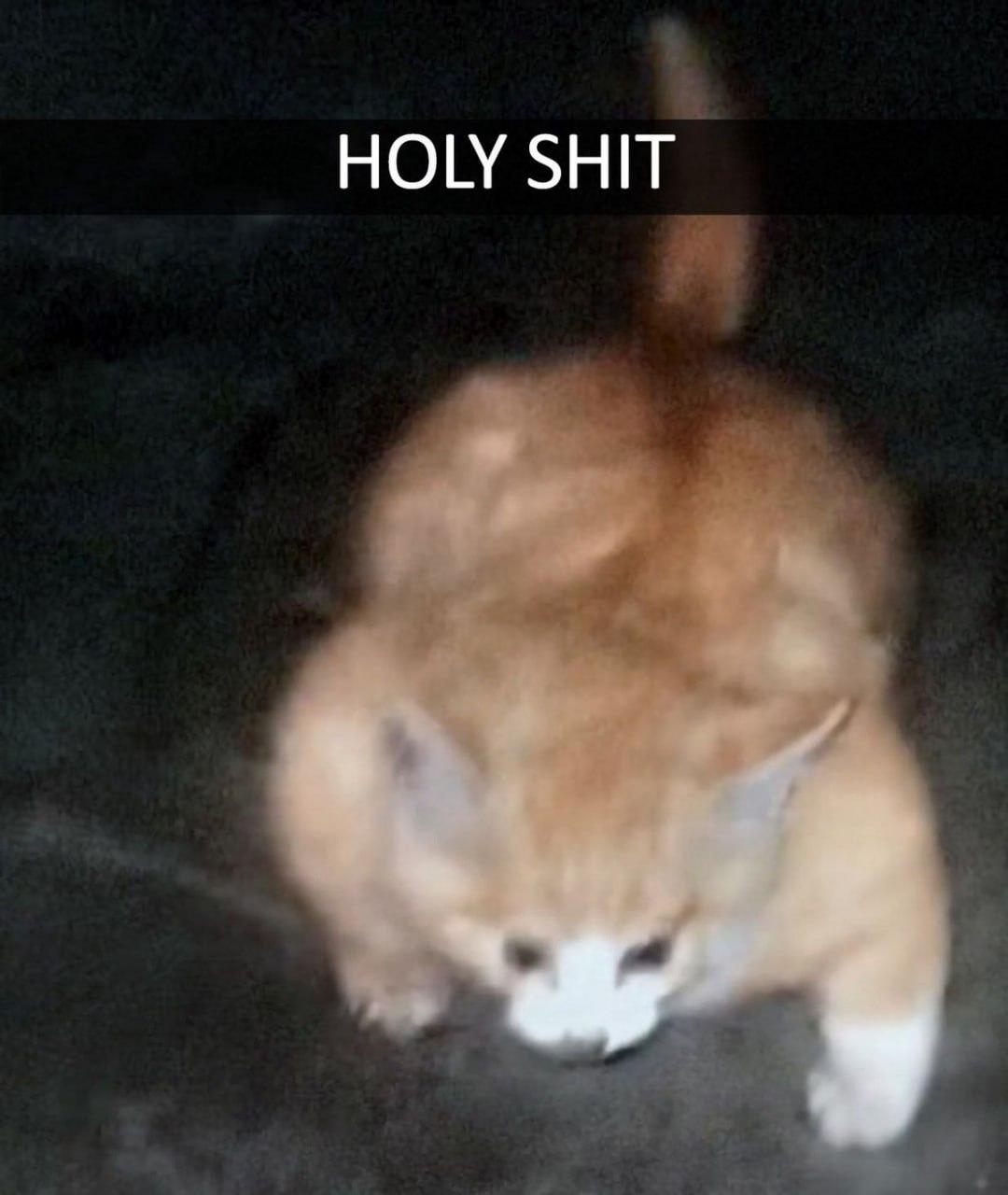 HOLY SHIT кот Рыжий котёнок, на которого смотрят сверху, а над ним написано HOLY SHIT