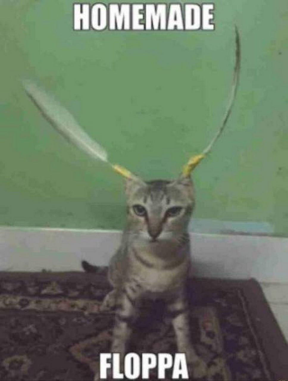 Самодельная Флоппа кошка Мем с котом, которому прикрепили перья, чтобы он был похож на Флоппу