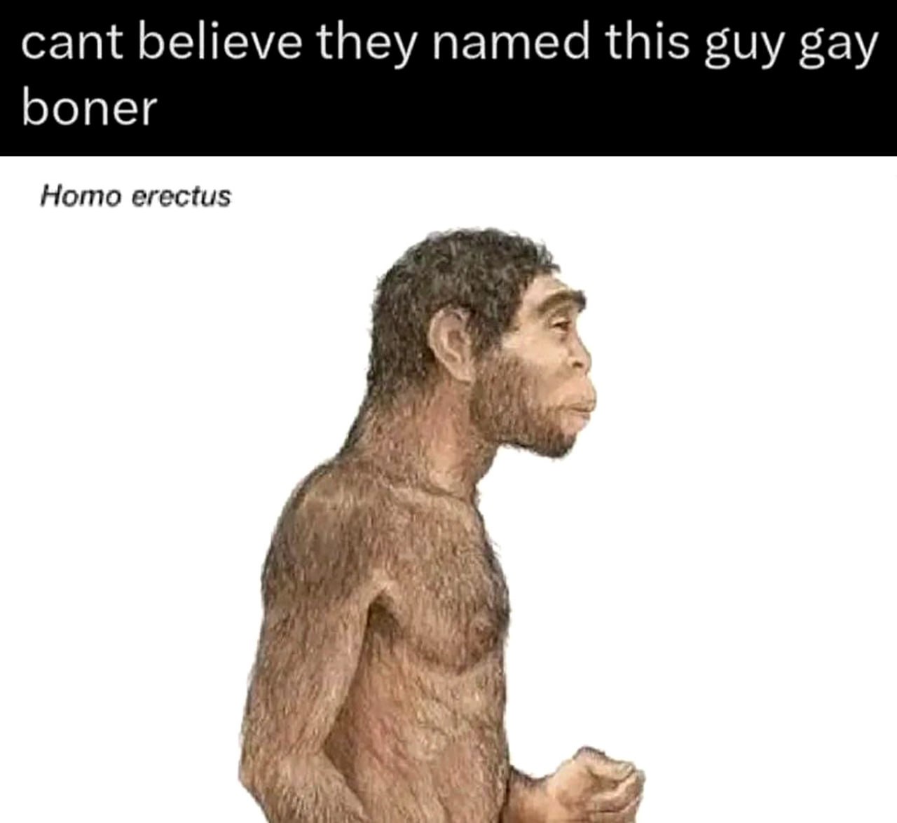 Homo Erectus Boner Древний человек Homo erectus, который переводится как «человек прямоходящий», на фоне белого, с текстом сверху, в котором шуточно неправильно истолковывается его название.