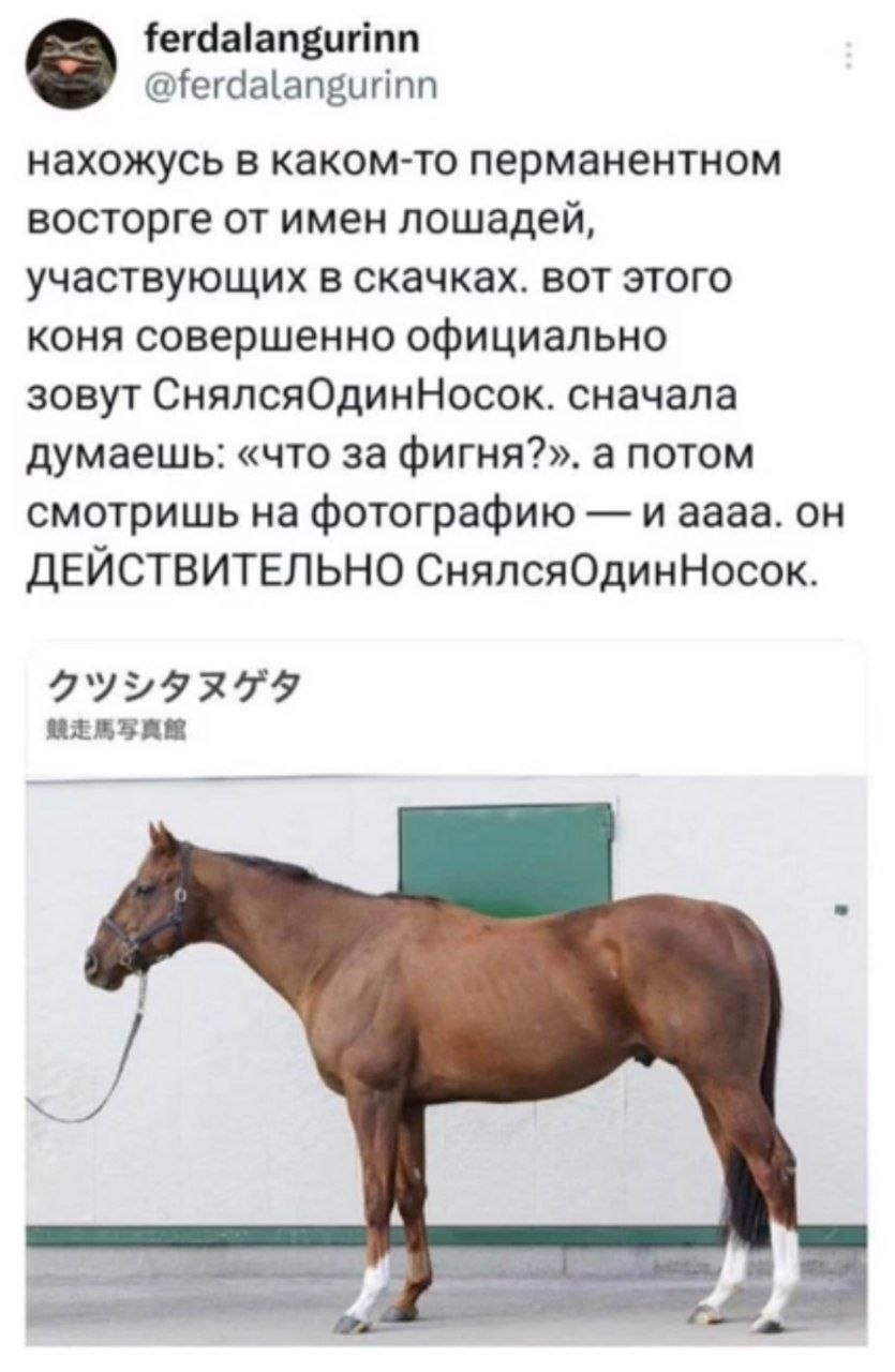 Скаковая лошадь по имени «СнялсяОдинНосок» действительно выглядит так, будто сняла один носок