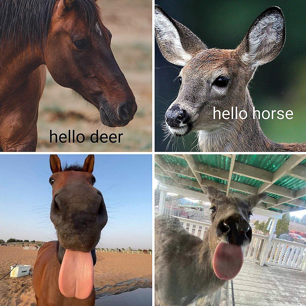 Лошадь говорит «hello deer» Лошадь говорит «hello deer», а олень говорит «hello horse», после чего оба показывают язык