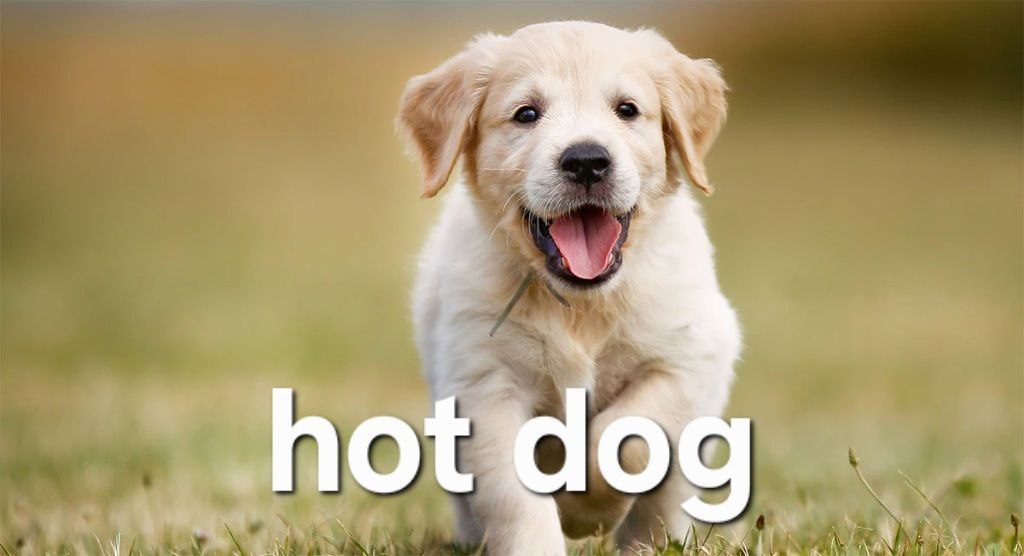 Мем hot dog с золотистым ретривером Золотистый ретривер бежит по траве, и на картинке написано «hot dog».