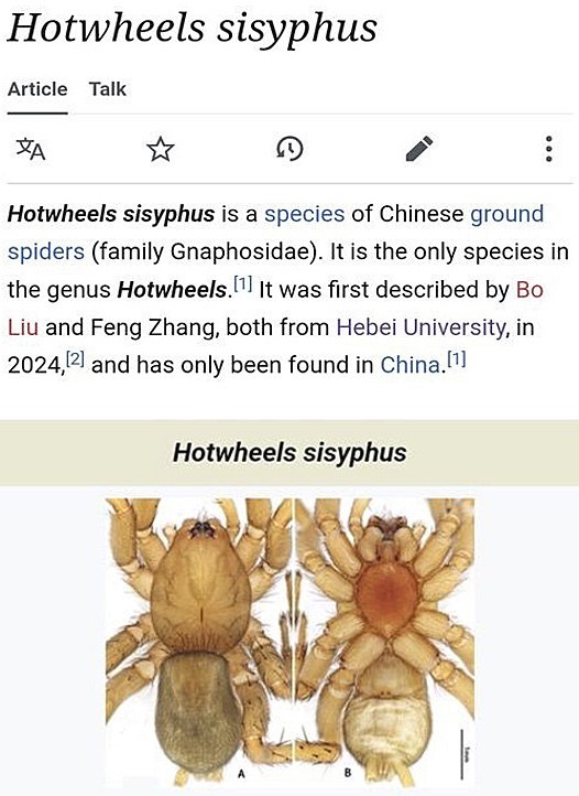 Паук Hotwheels sisyphus Мем со страницей Википедии про паука вида Hotwheels sisyphus