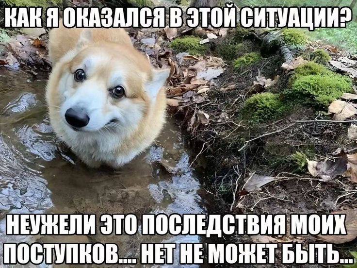 Как я оказался в этой ситуации? Корги Мем с корги в луже, который удивляется: «Как я оказался в этой ситуации? Неужели это последствия моих поступков… Нет не может быть…»