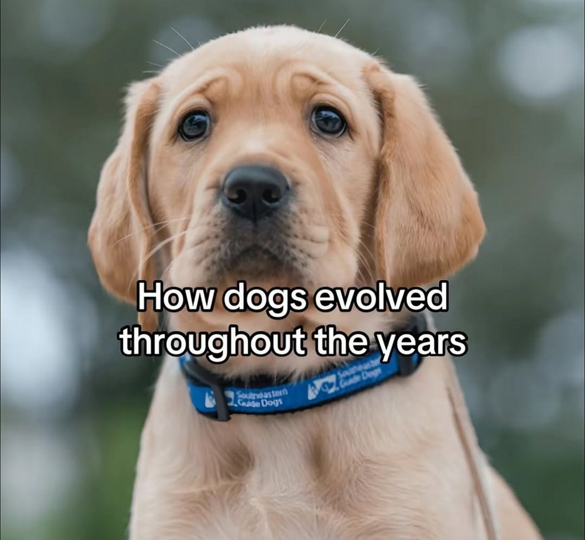 Как собаки эволюционировали Мем с милым щенком лабрадора и надписью «How dogs evolved throughout the years»