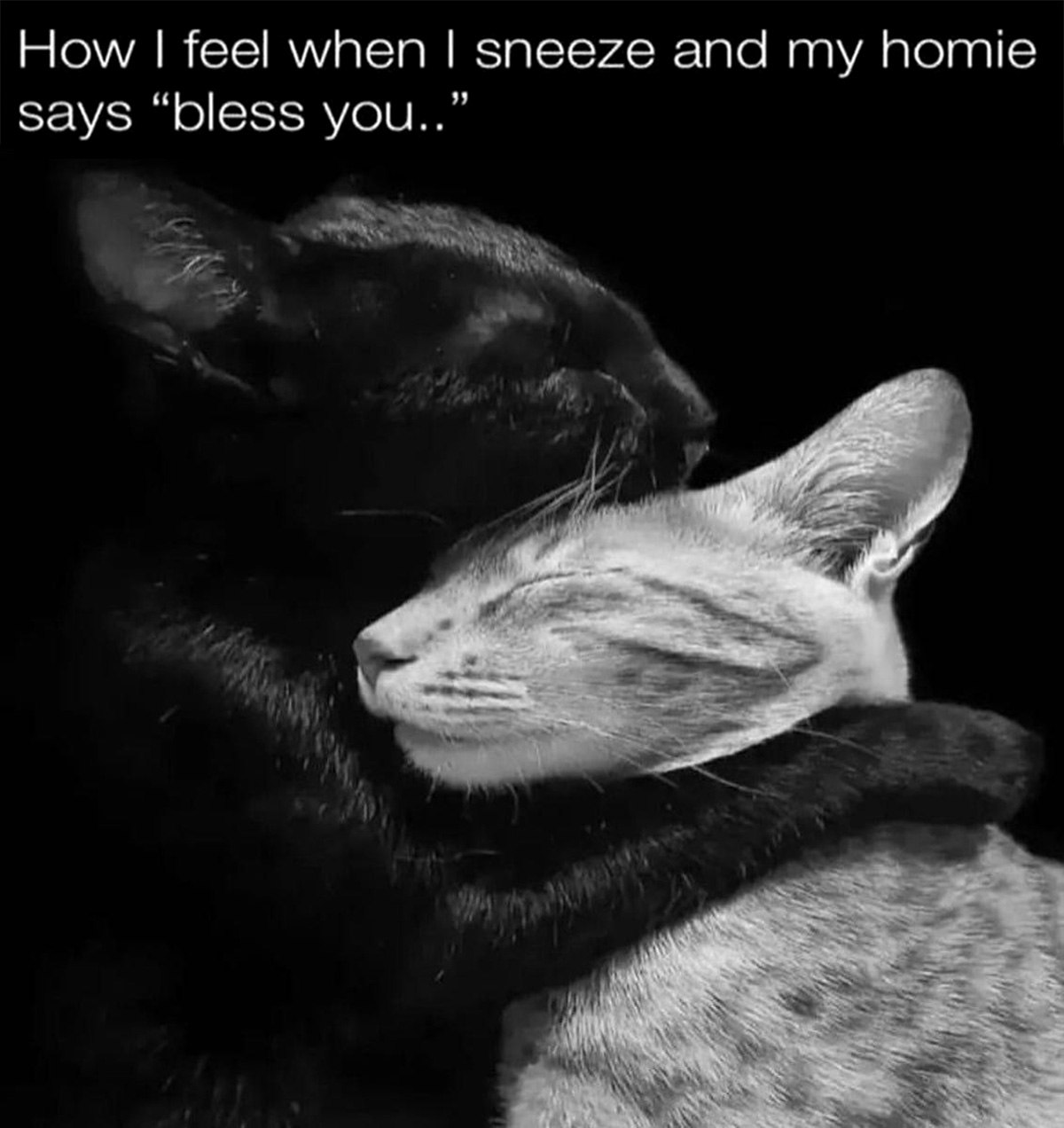 How I feel when I sneeze and my homie says "bless you" Два кота, чёрный и серый, нежно обнимают друг друга, демонстрируя тёплые чувства и поддержку. Чёрный кот обнимает серого, который прижимается к нему с закрытыми глазами.