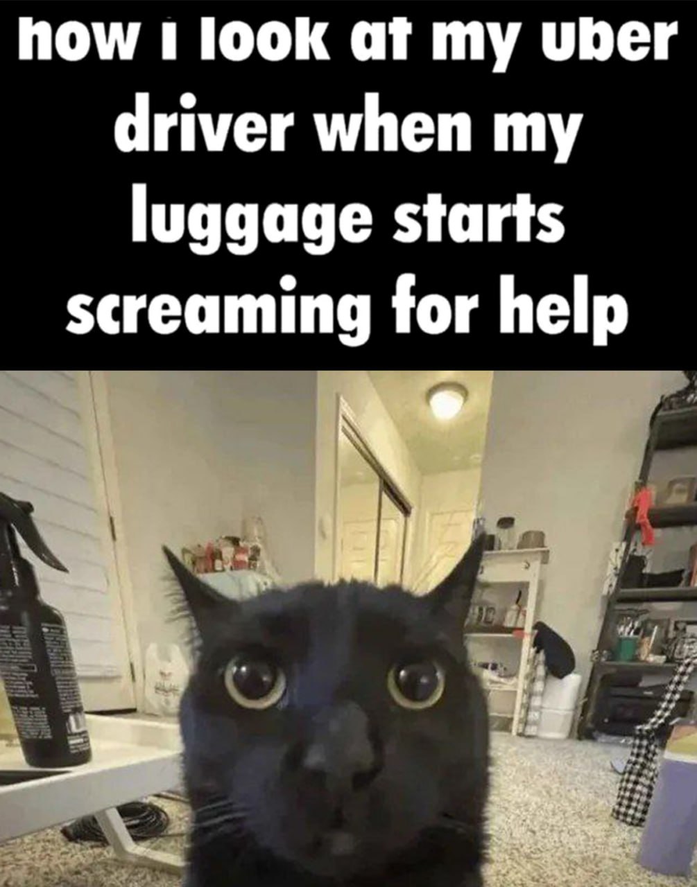 How i look at my uber driver Мем с котом, который смотрит на водителя Uber, когда его багаж кричит о помощи