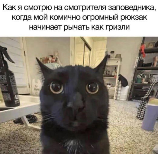 Как я смотрю на смотрителя, когда рюкзак рычит Испуганный черный кот с большими глазами, как будто он смотрит на смотрителя заповедника, когда его рюкзак начинает рычать как гризли