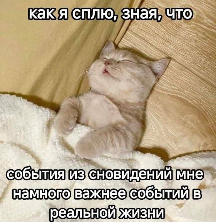 Безмятежно спящий кот, который считает события из сновидений намного важнее событий в реальной жизни