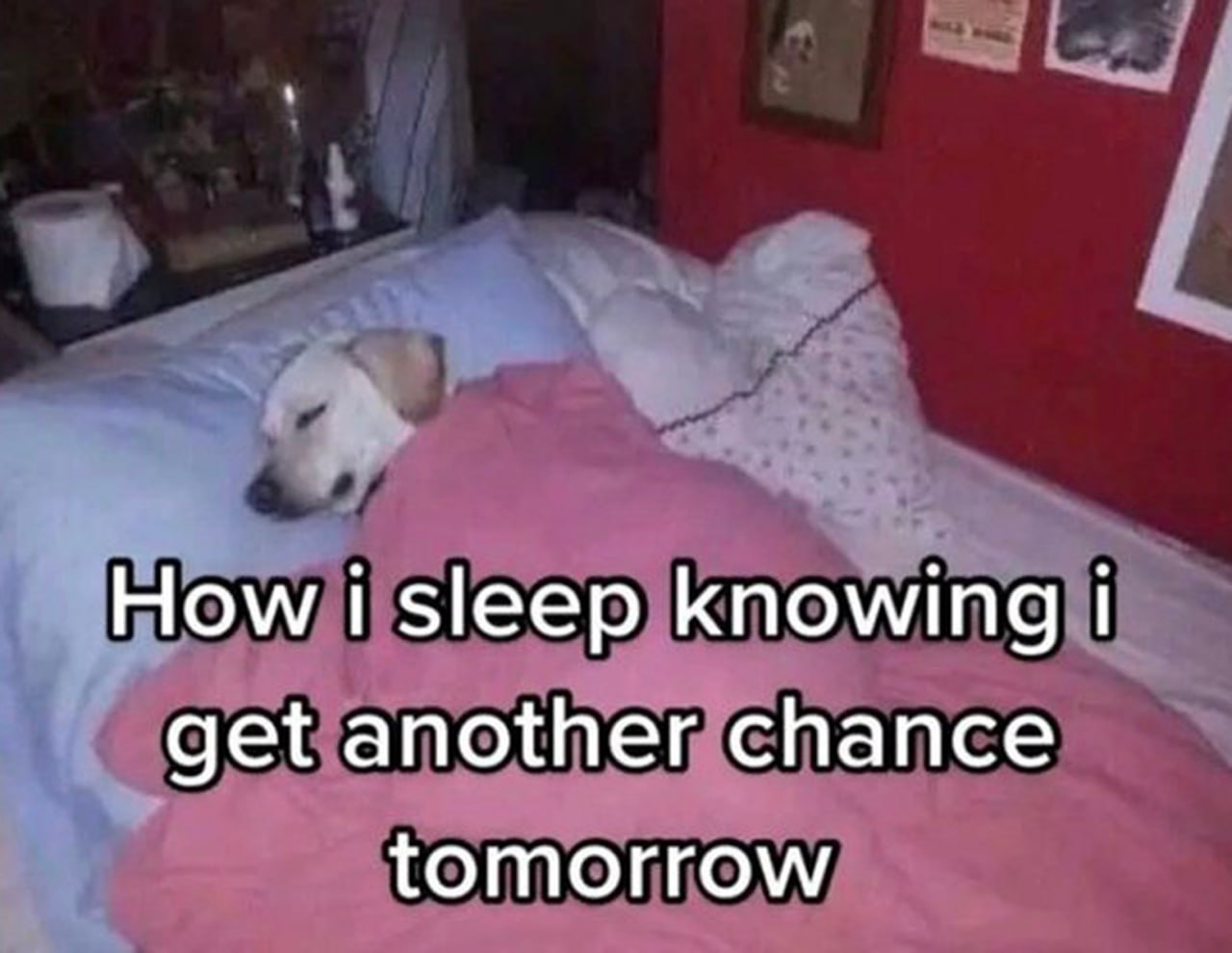 How i sleep knowing i get another chance tomorrow Пес спит в кровати, укрывшись одеялом, с подписью "How i sleep knowing i get another chance tomorrow".