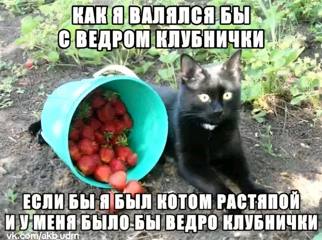 Как я валялся бы с ведром клубнички Черный кот лежит рядом с ведром рассыпанной клубники с подписью о безделье