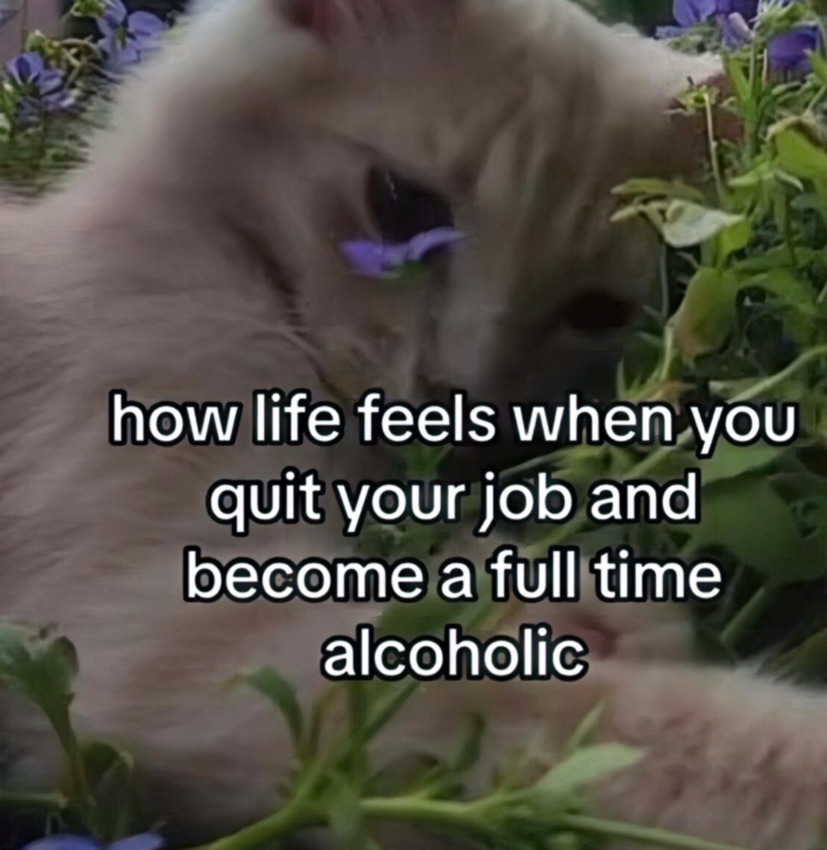 How life feels when you quit your job and become a full time alcoholic Мем с котом в цветах и надписью «how life feels when you quit your job and become a full time alcoholic»