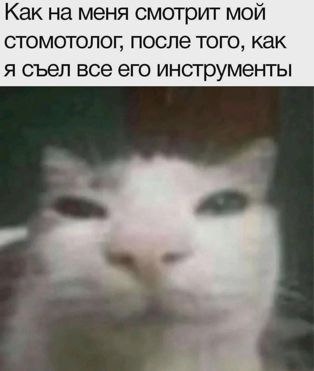 Как на меня смотрит мой стоматолог, после того, как я съел все его инструменты Как на меня смотрит мой стоматолог после того, как я съел все его инструменты
