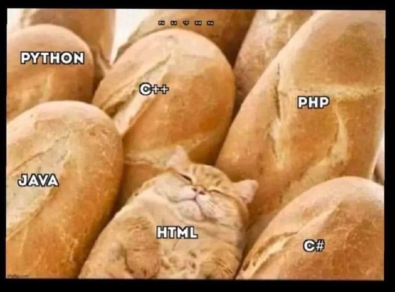 Кот HTML среди языков программирования Кот HTML среди буханок, помеченных названиями языков программирования.