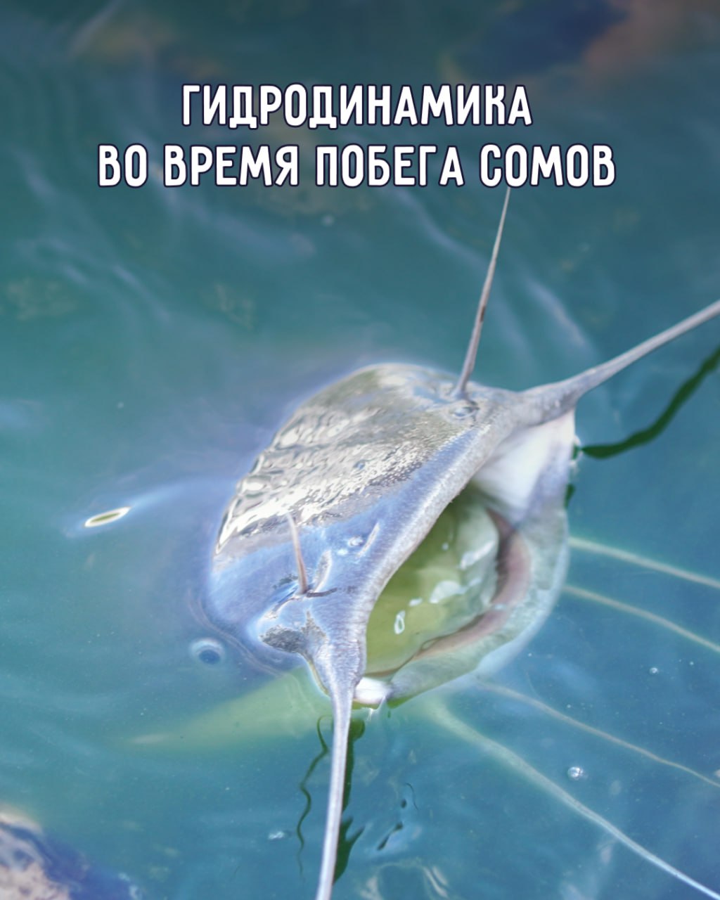 Гидродинамика во время побега сомов Гидродинамика во время побега сомов