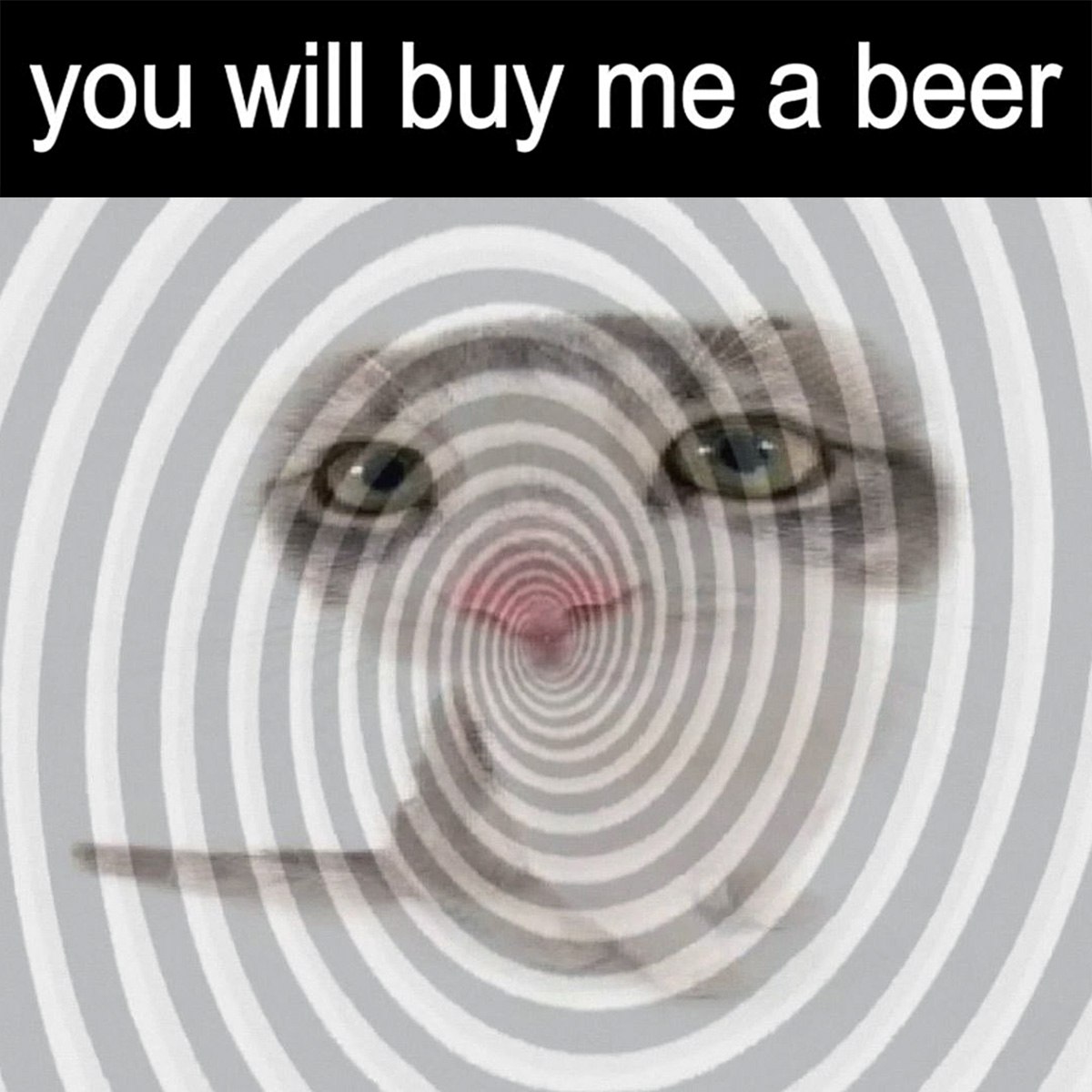 Гипнотический кот you will buy me a beer Мем с гипнотическим котом и надписью «ты купишь мне пиво»