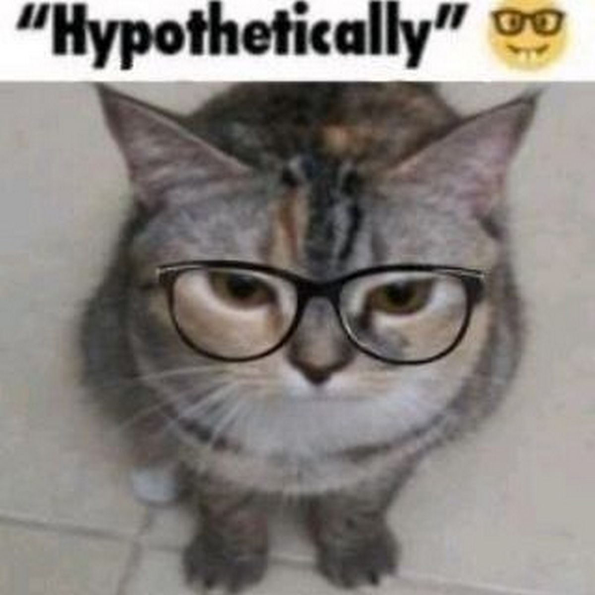 Гипотетически кот в очках Кот в очках и надпись «Hypothetically»