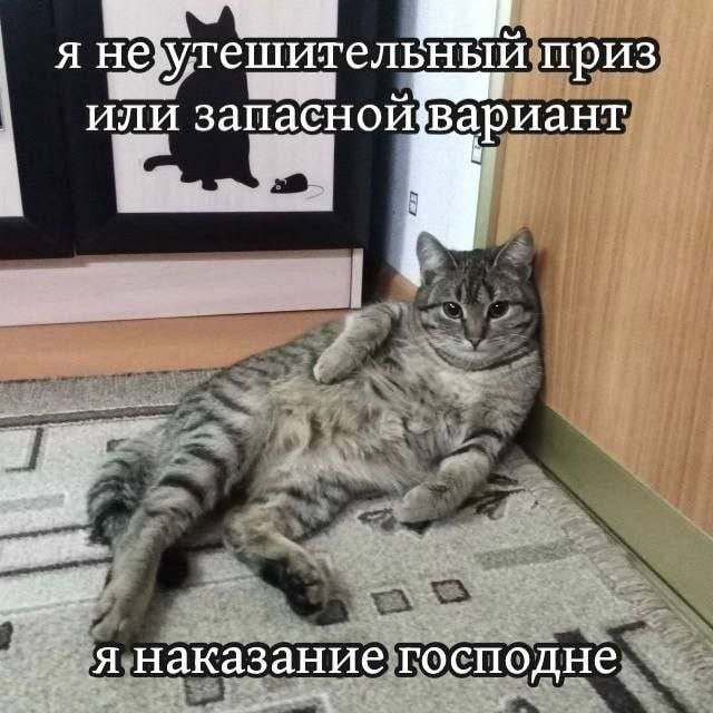 Серый кот с недовольным выражением: «Я неутешительный приз или запасной вариант. Я наказание господне»